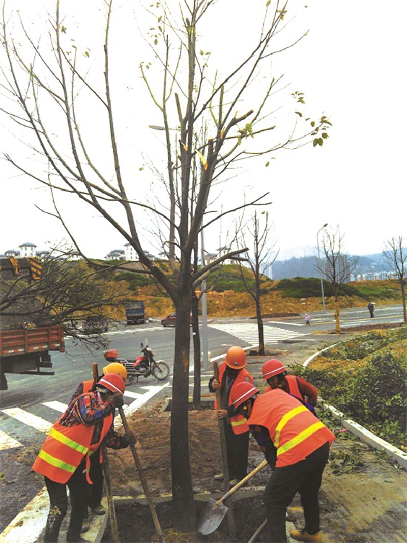 绿色工程：城市景观的新篇章